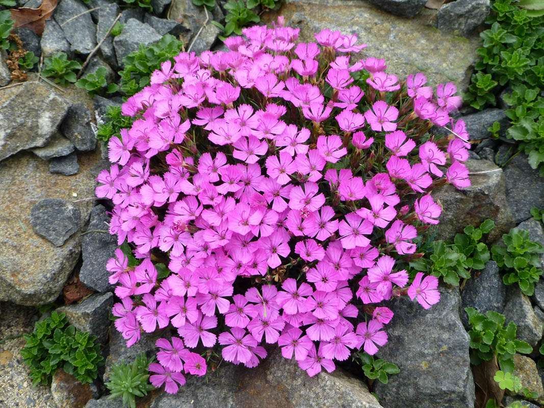 Dianthus 'Eileen Lever' 4